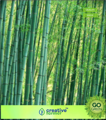 

Creative Farmer Bamboo Seeds For Farming Bamboo Seeds Seed(20 per packet)