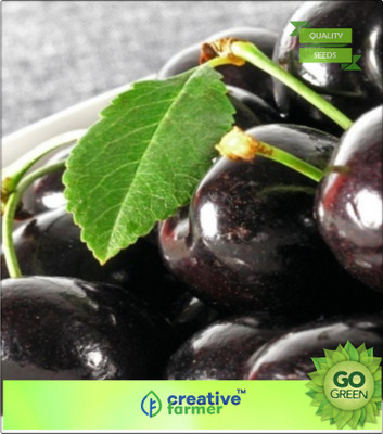 

Creative Farmer Fruit Seeds Njaval Pazham - Jamun Fruit Seeds Fruit Seeds For Indian Climate Seed(20 per packet)