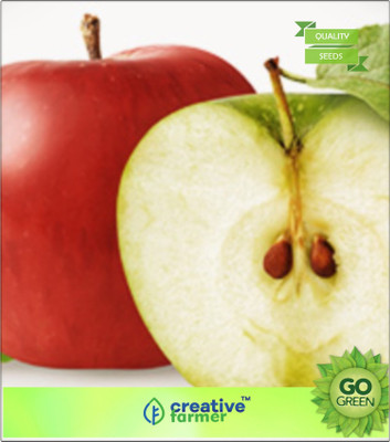 

Creative Farmer Deciduous Tree Apple For Tropical Regions Seed(20 per packet)