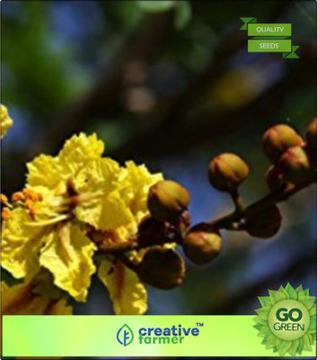 

Creative Farmer Peltophorum Pterocarpum Seed(20 per packet)