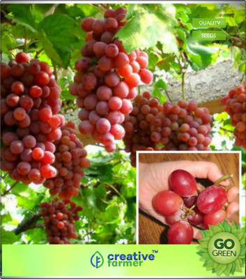 

Creative Farmer Golden Green Sweet Grape Professional Organic Seed Fruit Plant Seeds For House Kitchen Garden Pack Seed(20 per packet)