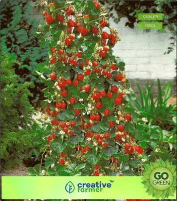 

Creative Farmer Garden Strawberry Fruit Seeds Fragaria Hanging Type Seed(20 per packet)