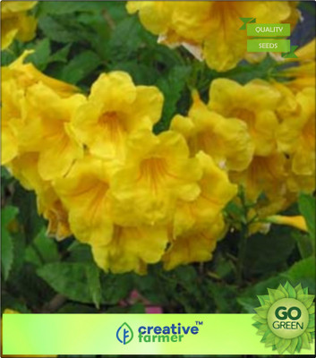

Creative Farmer Large Shrub Yellow Bells Flower Seeds Flowering Plant Seeds Seed(20 per packet)