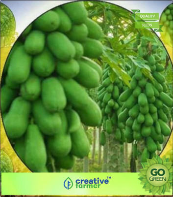 

Creative Farmer Vegetable Seeds - Papaya Dwarf Variety - Huge Production 50 Seeds Plant Seeds For Garden Bonsai Plant Seeds Seed(20 per packet)