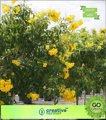 

Creative Farmer Ornamental PlantÃÂ Seeds Saawari Yellow Bells - Yellow Colour Flower Seeds Flowering Plant Seeds For Shade Flowering Plant Seeds Seed(20 per packet)