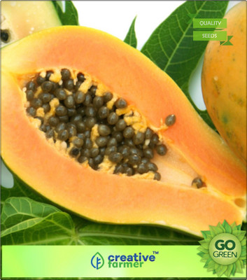 

Creative Farmer Fruit Seeds Dwarf Carica Papaya Fruit Seeds Fruit Plant Seeds For Outdoor Bonsai Plant Seeds Seed(20 per packet)