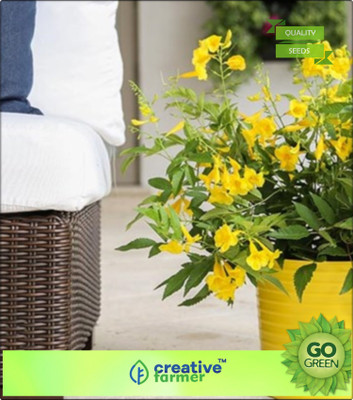 

Creative Farmer Ornamental Flowering Tree Ghanti Ful - Yellow Bells Flower Seeds Rainy Season Flowering Plant Seeds Seed(20 per packet)
