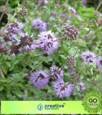 

Creative Farmer Squaw Mint Penny Royal Seed(20 per packet)