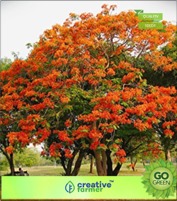 

Creative Farmer Flame Tree Seed(20 per packet)
