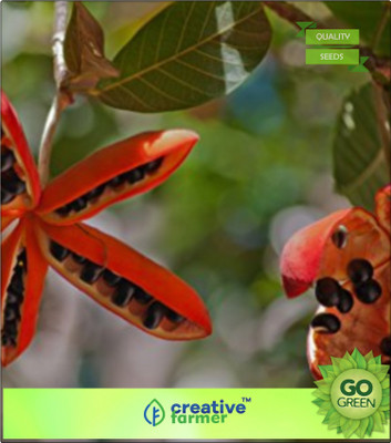 

Creative Farmer Tree Seeds Spotted Sterculia Seed(20 per packet)