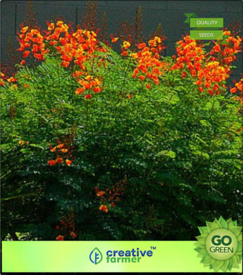 

Creative Farmer Tree Seeds Shade Tree Sappanwood Seed(20 per packet)