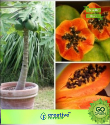

Creative Farmer Orange Flesh Papaya Seeds Seed(20 per packet)