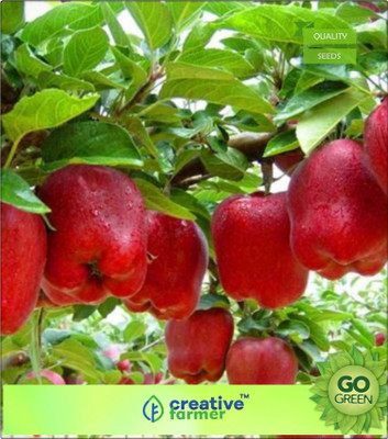 

Creative Farmer Apple - Red / Orange Flush Seeds For Gardening Seed(20 per packet)