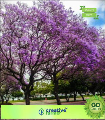 

Creative Farmer Bignoniaceae Jacaranda Seed(20 per packet)
