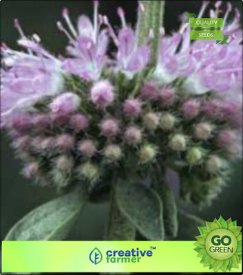 

Creative Farmer Penny Royal Seed(20 per packet)