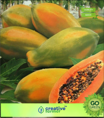 

Creative Farmer Thai Papaya Seeds Dwarf Variety Very Sweet Delicious Fruit Exotic Fruit Rare Seeds Bonsai Plant Seeds Seed(20 per packet)