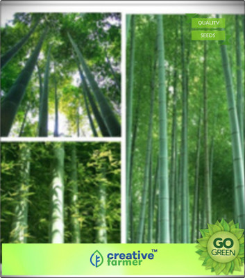 

Creative Farmer Ornamental Plants For Home Bamboo Bamboo Seeds Seed(20 per packet)