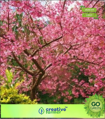 

Creative Farmer Tree Seeds Pink Flower Ornamental Tree - Seed(20 per packet)