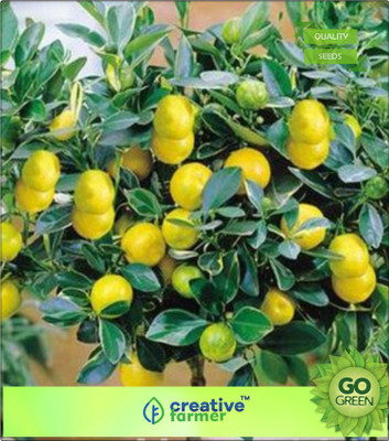

Creative Farmer Kagzi Lemon Fruit Seeds - Huge Production Fruit Plant Seeds Fruit Seeds Indoor Seed(20 per packet)