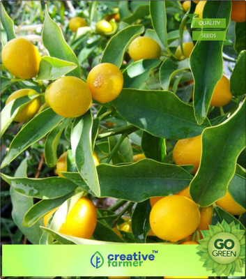 

Creative Farmer Fruit Seeds Lemon Tree Seeds Fruit Seeds Imported Seed(20 per packet)