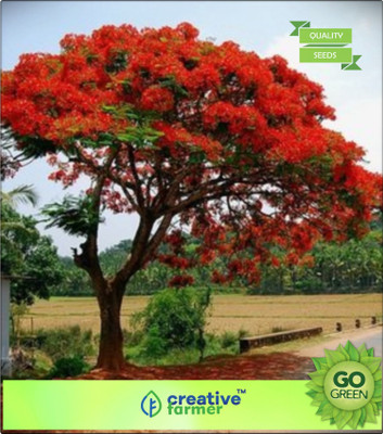 

Creative Farmer Ornamental Tree Gulmohar Seed(20 per packet)