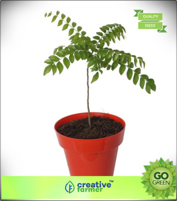 

Creative Farmer Kadi Patta - Curry Leaf Seeds Seeds For Kitchen Garden Plant Seeds Seed(20 per packet)