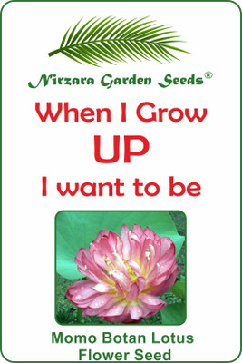 

Nirzara Garden Seeds Momo Botan Lotus Flower Seeds Seed(2 per packet)