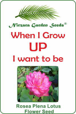 

Nirzara Garden Seeds Rosea Plena Lotus Flower Seeds Seed(2 per packet)