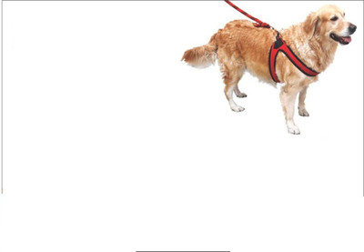 

Birds' Park Dog Training Harness(, Different colour