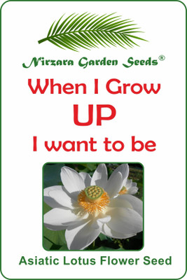 

Nirzara Garden Seeds Asiatic Lotus Flower Seed Seed(2 per packet)
