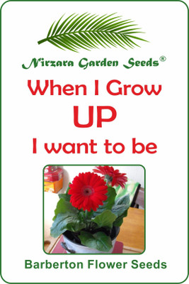 

Nirzara Garden Seeds Barberton Flower Seeds Seed(30 per packet)