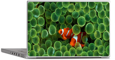 

PRINTCLUB Fish Laptop Sticker 15.6 inch-Laptop Skin-2018-196 Vinyl Laptop Decal 15.6