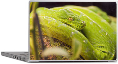 

PRINTCLUB Green Snake Laptop Sticker 15.6 inch-Laptop Skin-2018-82 Vinyl Laptop Decal 15.6
