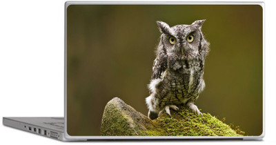 

PRINTCLUB OWL Laptop Sticker 15.6 inch-Laptop Skin-2018-240 Vinyl Laptop Decal 15.6