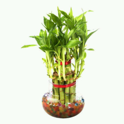 Swastik Green indoor bamboo plant lucky Plant Container Set(Plastic)