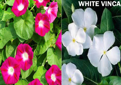 Airex Ipomea Scarlet O'Hara and White Vinca Seed (Pack Of 15 Seed * 2 Per Packet) Seed(30 per packet)