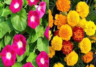 Airex Ipomea Scarlet O'Hara and French Marigold Seed (Pack Of 20 Seed * 2 Per Packet) Ipomea Scarlet O'Hara 20 Seeds + 10 Seed French Marigold Seed Seed(40 per packet)