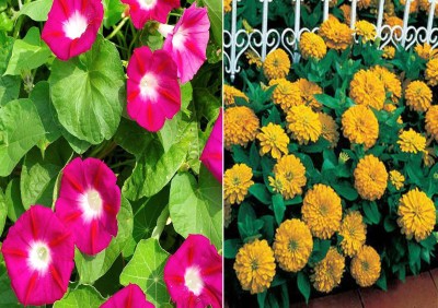 Airex Ipomea Scarlet O'Hara and Zinia Gaint Yellow Seeds (Pack Of 20 Seed * 2 Per Packet) Seed(40 per packet)