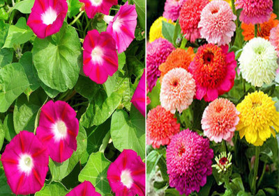 Airex Ipomea Scarlet O'Hara and Zinnia Scabiosa Mixed Seeds (Pack Of 15 Seed * 2 Per Packet) Seed(30 per packet)