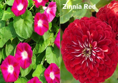 Airex Ipomea Scarlet O'Hara and Zinnia Gaint Red Seeds (Pack Of 15 Seed * 2 Per Packet) Seed(30 per packet)