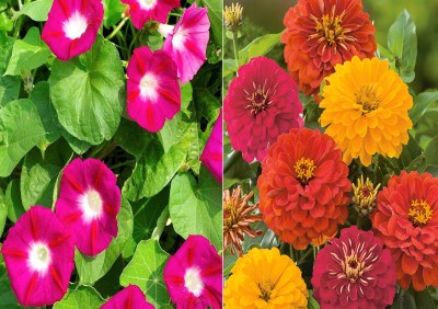 Airex Ipomea Scarlet O'Hara and Zinnia Double Mixed Seed (Pack Of 15 Seed * 2 Per Packet) Seed(30 per packet)