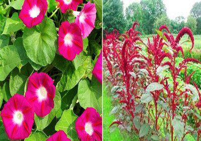 Airex Ipomea Scarlet O'Hara and Amaranthus Red Seed (Pack Of 20 Seed * 2 Per Packet) Seed(40 per packet)