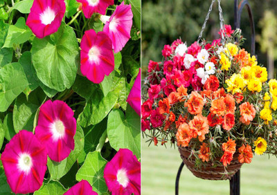 Airex Ipomea Scarlet O'Hara and Portulaca Double Mixed Seed (Pack Of 15 Seed * 2 Per Packet) Ipomea Scarlet O'Hara 15 Seeds + 15 Seed Portulaca Double Mixed Seed Seed(30 per packet)