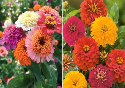 Airex Zinnia Scabiosa Mixed (Hybrid) and Zinnia Double Mixed Seed (Pack of 40 Seed Zinnia Scabiosa Mixed (Hybrid) + 40 Seed Zinnia Double Mixed Seed Seed(80 per packet)