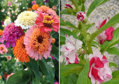 Airex Zinnia Scabiosa Mixed (Hybrid) and Balsam Rose Gulab Seed + Humic Acid Fertilizer (For Growth of All Plant and Better Responce) 15 gm Humic Acid + Pack Of 50 Seed * 2 Per Packet) Zinnia Scabiosa Mixed (Hybrid) 50 Seeds + 50 Seed Balsam Rose Gulab )Seed Seed(100 per packet)