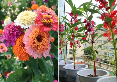 Airex Zinnia Scabiosa Mixed (Hybrid) and Balsam Seed (Pack Of 20 Seed * 2 Per Packet) Zinnia Scabiosa Mixed (Hybrid) 20 Seeds + 20 Seed Balsam) Seed Seed(40 per packet)