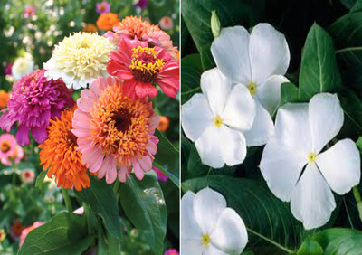 Airex Zinnia Scabiosa Mixed (Hybrid) and White Vinca Seed (Pack Of 15 Seed * 2 Per Packet) Seed(30 per packet)