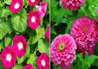 Airex Ipomea Scarlet O'Hara (Hybrid) and Pink Zinnia Seed (Pack Of 25 Seed * 2 Per Packet) Ipomea Scarlet O'Hara (Hybrid) 25 Seeds + 25 Seed Pink Zinnia)Seed Seed(50 per packet)