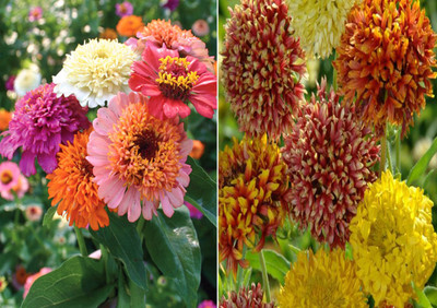 Airex Zinnia Scabiosa Mixed (Hybrid) and Gaillardia Duo Mixed Seeds (Pack Of 25 Seed * 2 Per Packet) Seed(50 per packet)