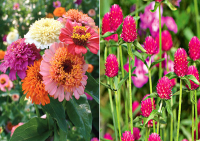 Airex Zinnia Scabiosa Mixed (Hybrid) and Gomphrena Mixed Seed (Pack Of 15 Seed * 2 Per Packet) Zinnia Scabiosa Mixed (Hybrid) 15 Seeds + 15 Seed Gomphrena Mixed Seed Seed(30 per packet)